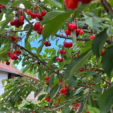 A Kulcshoz Menedek 펜션 Kulcs